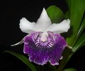 Cochleanthes Amazing (2)
